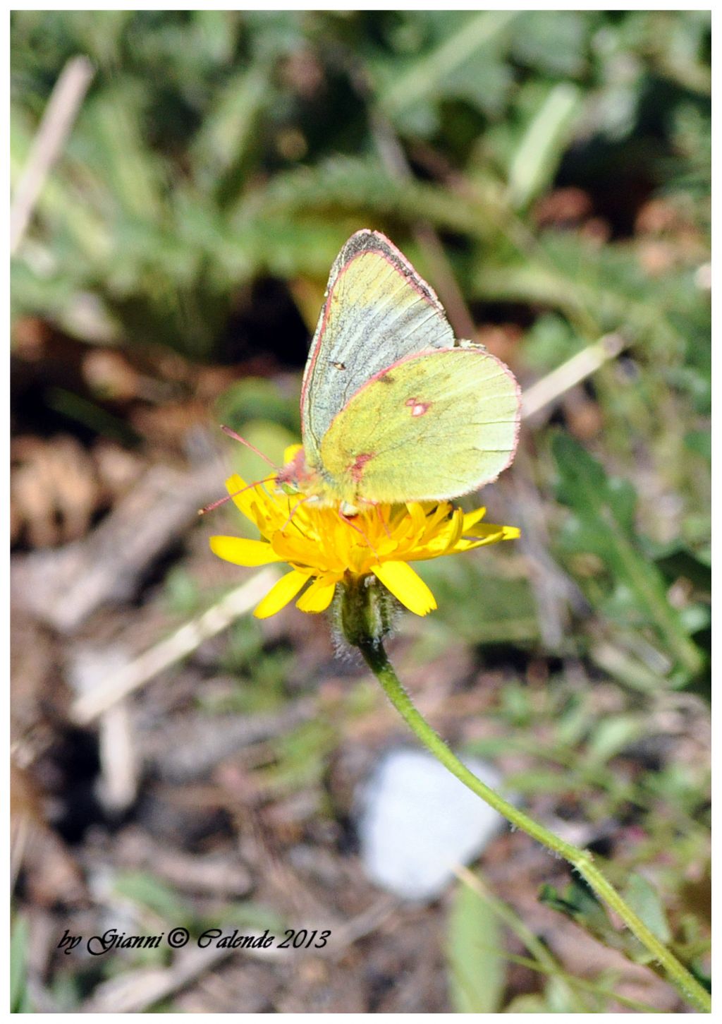 Colias phicomone � proprio lei??